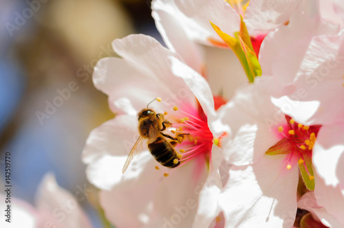 bee in flower of almond.NEF