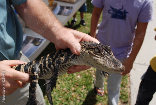 Baby Alligator