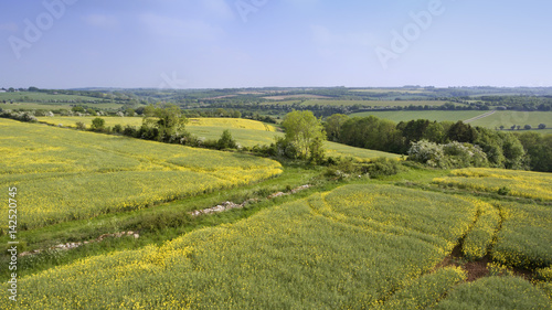 Aerial view of yellow rapeseed fields, with a hedgerow footpath surrounded by wild spring flowers in English countryside ,on a summer day .