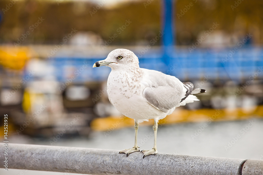 Obraz premium Seagulls