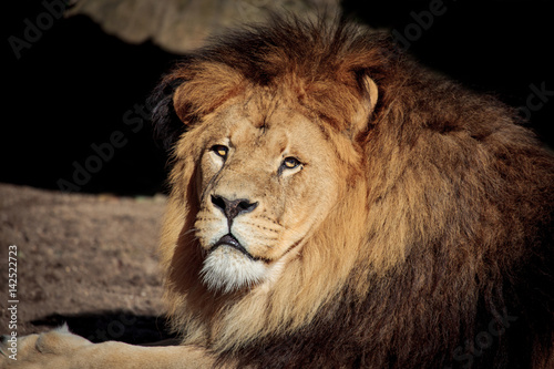 Fototapeta Naklejka Na Ścianę i Meble -  Lion (Panthera leo krugeri) portrait