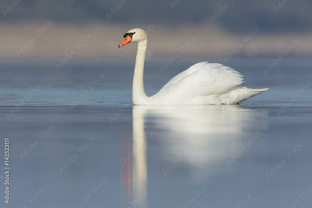 Fototapeta premium Höckerschwan im morgendlichen Licht auf einem See