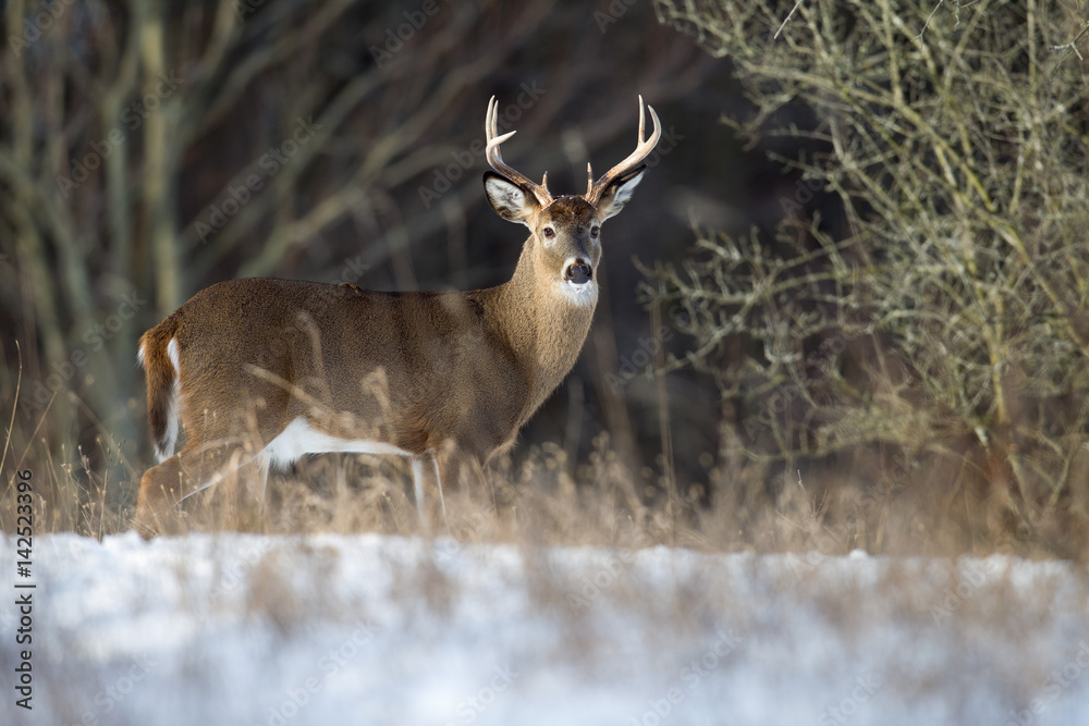 Mature Buck Whitetail Deer Mature Buck Whitetail Deer