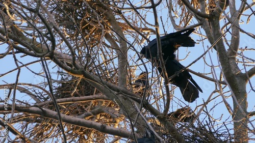 Rook, a flock of black migratory birds for nesting. photo