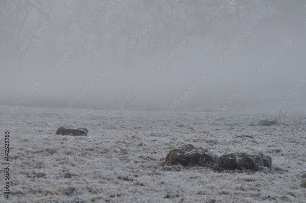 Obraz premium Krajobraz zimą - mgła na polu