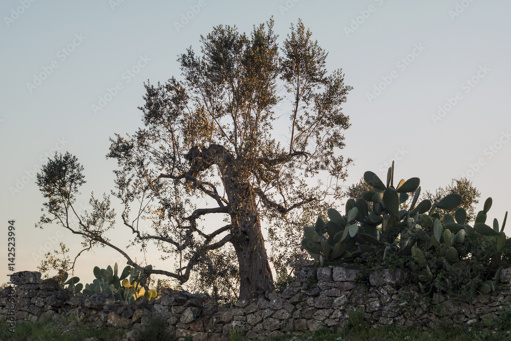Albero di ulivo ed un fico d'india dietro ad un muretto Albero di ulivo ed un fico d'india dietro ad un muretto