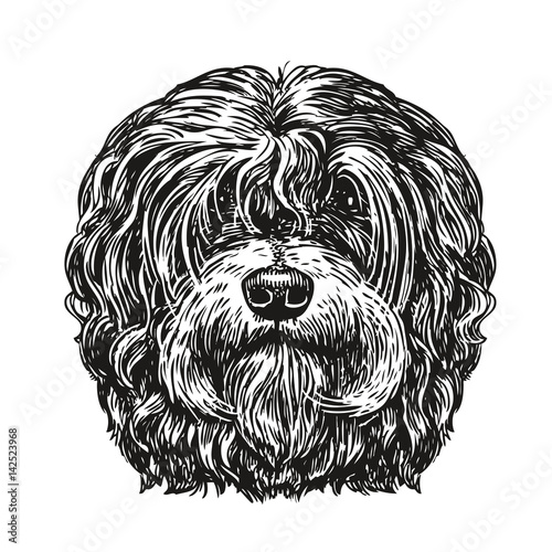 Hand drawn portrait lapdog. Dog, pet, animal sketch. Vintage vector illustration