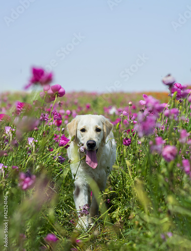 Golden retriever in the field of flowers © Medeya