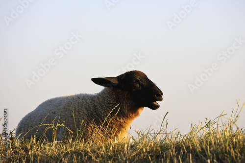 sheep photo