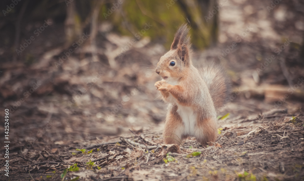 Squirrel in the park. Red squirrel. Squirrel eats on the grass.