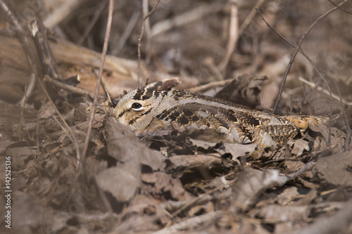 Woodcock at nest 