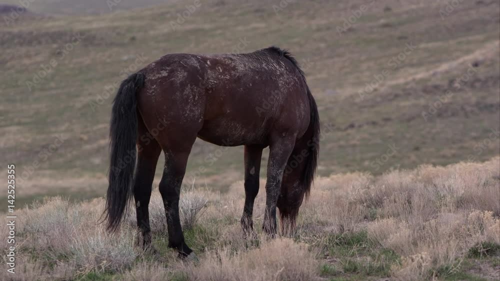 View of single wild horse grazing. View of single wild horse grazing.