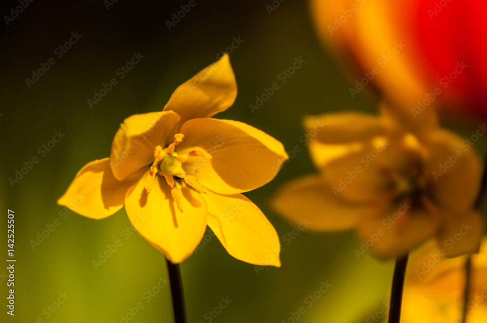 Fototapeta premium Yellow flower