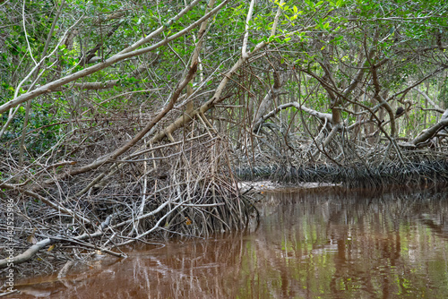 Mangrove forest in Ria Celestun, Mexico