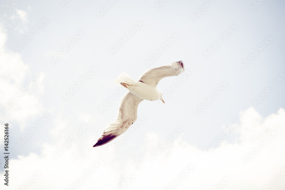 Obraz premium Flying Seagull