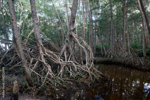 Mangrove forest in Ria Celestun  Mexico