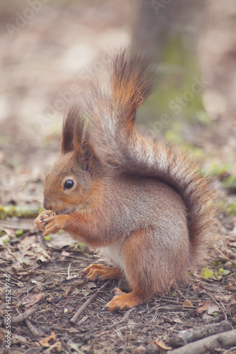 Squirrel in the park. Red squirrel. Squirrel eats on the grass. © asayenka