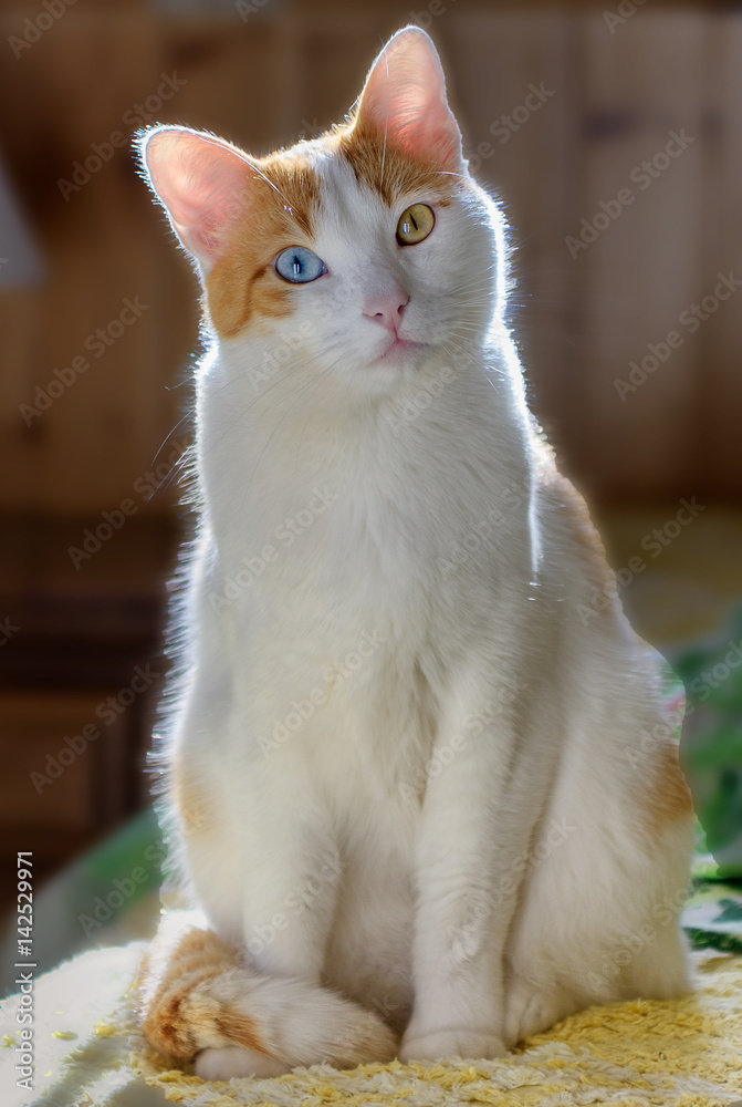 Portrait of cat with different eye colors, heterochromia, with back light