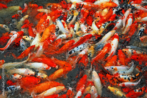China, Shanghai water village Tongli. Fishes in a village canal.