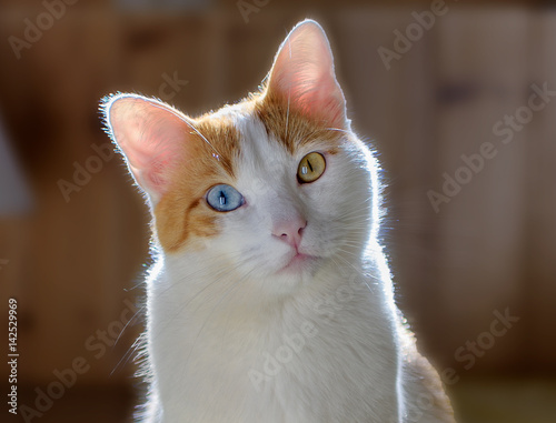 Cute odd eyed cat, heterochromia, looking at camera, with back light photo