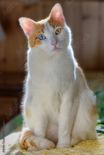 Portrait of cat with different eye colors, heterochromia, with back light