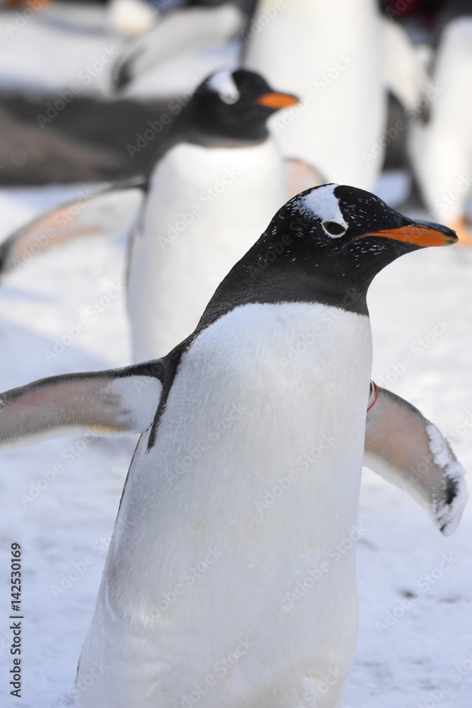 Obraz premium penguin