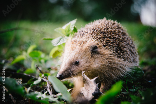 Igel auf Rasen in der Abendsonne Ende März