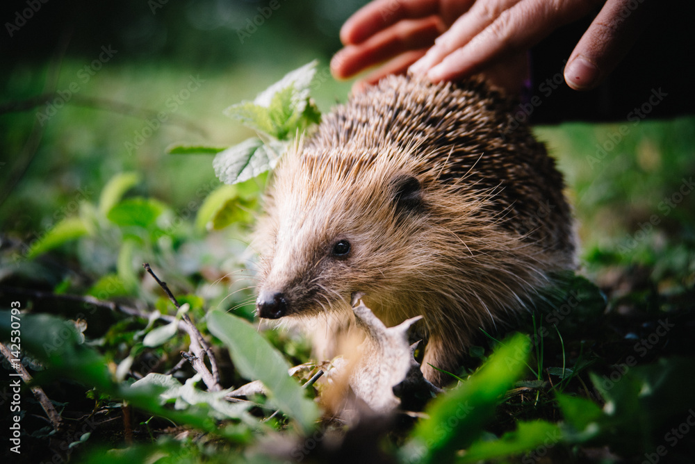 Von Kinderhänden gestreichelter Igel auf Rasen in der Abendsonne Ende März Von Kinderhänden gestreichelter Igel auf Rasen in der Abendsonne Ende März