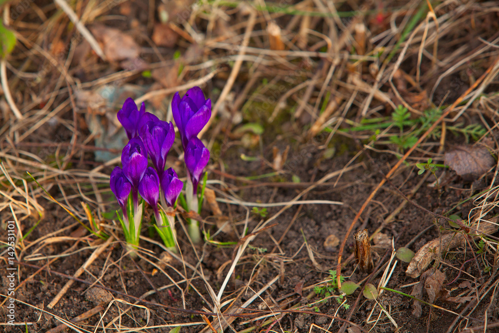 beautiful spring crocus flower on background image beautiful spring crocus flower on background image