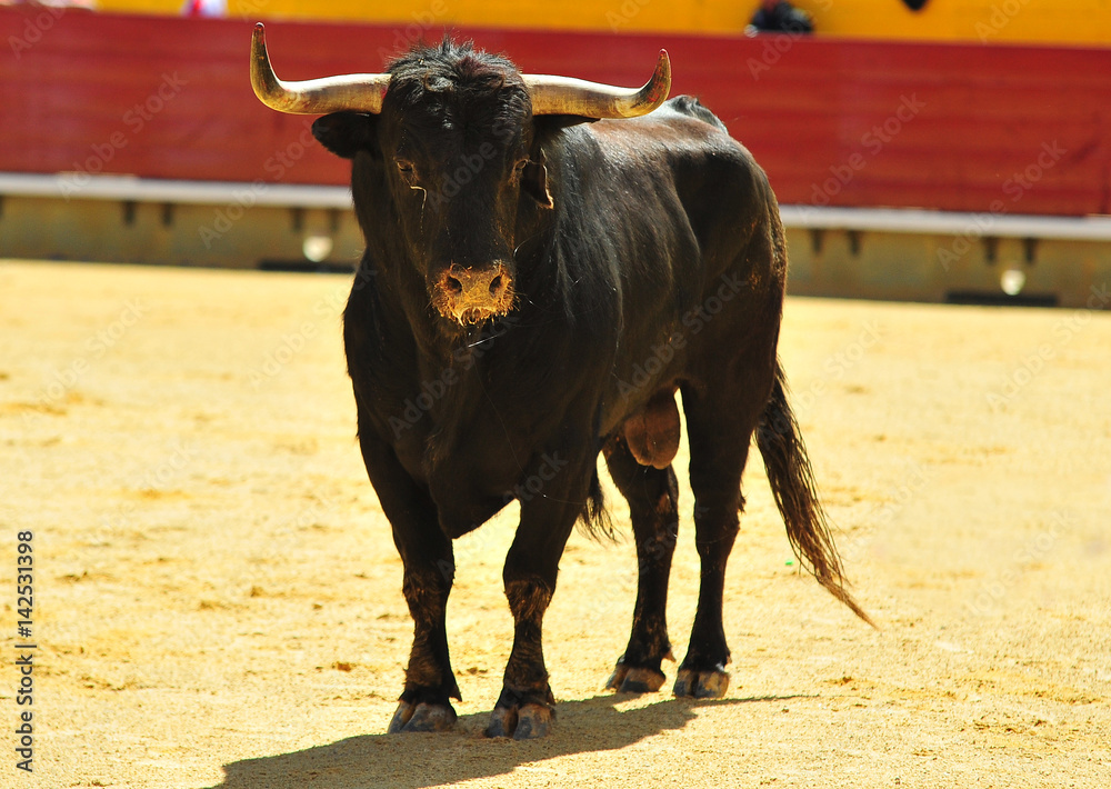 bull bull