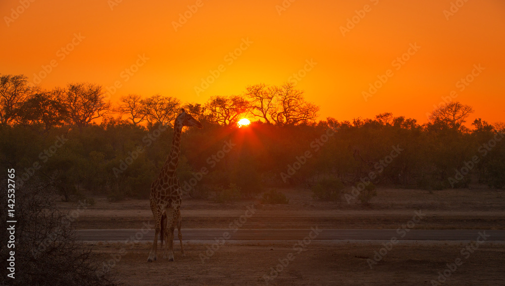 A Giraffe Sunrise