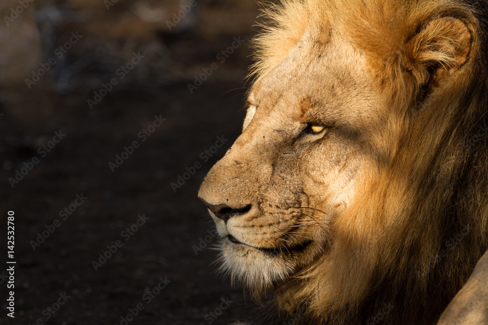 King of Madikwe