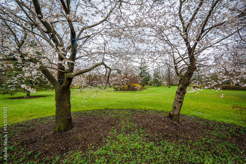Cherry blossoms at Sherwood Gardens Park, in Guilford, Baltimore, Maryland. Cherry blossoms at Sherwood Gardens Park, in Guilford, Baltimore, Maryland.