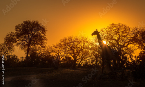 Giraffe Silhouette