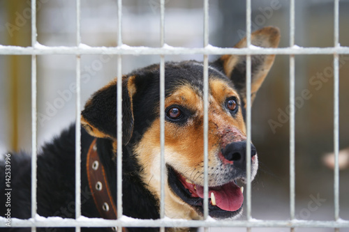 The portrait of a sad homeless dog waiting for a new owner in the shelter