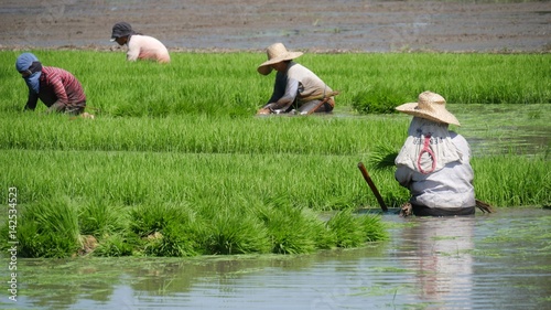 Ricefields  photo