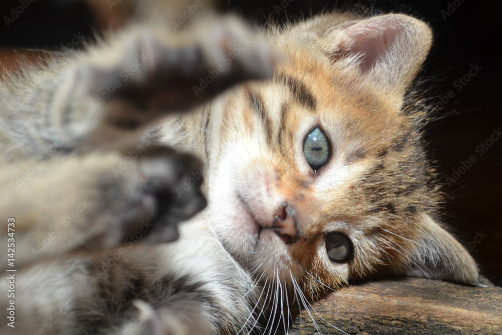 Little cat playing Little cat playing