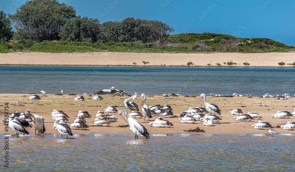 Pelicans and seagulls resting on the beach