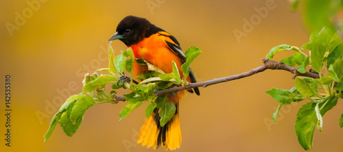 The Baltimore Oriole