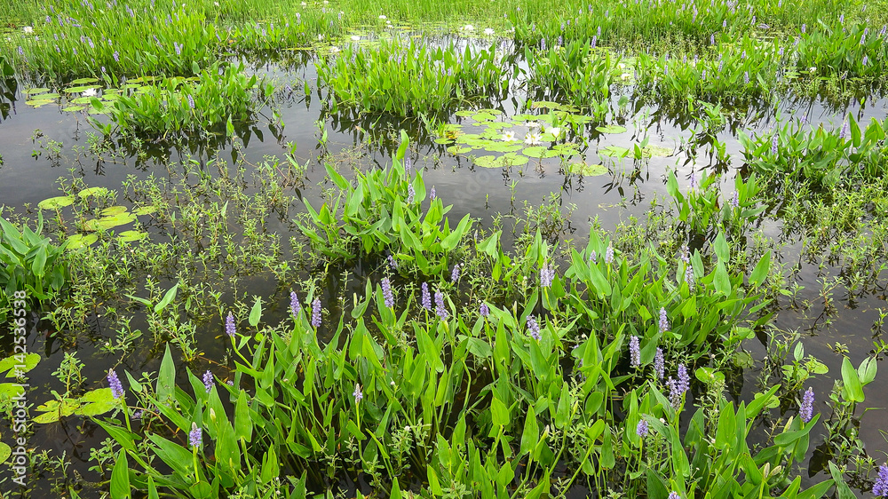 Plant life in a Louisiana marsh aka bog along Pintail Wildlife Drive at Cameron Prairie National Wildlife Refuge