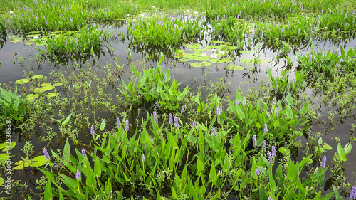 Obraz na płótnie Plant life in a Louisiana marsh aka bog along Pintail Wildlife Drive at Cameron Prairie National Wildlife Refuge w salonie