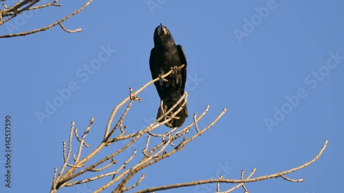 Rook, a flock of black migratory birds for nesting. photo