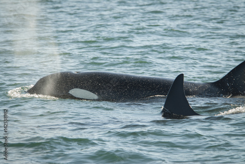 Orca Family, Alaska
