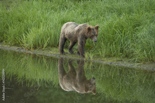 Brown Bear Reflection, Admiralty Island, Alaska