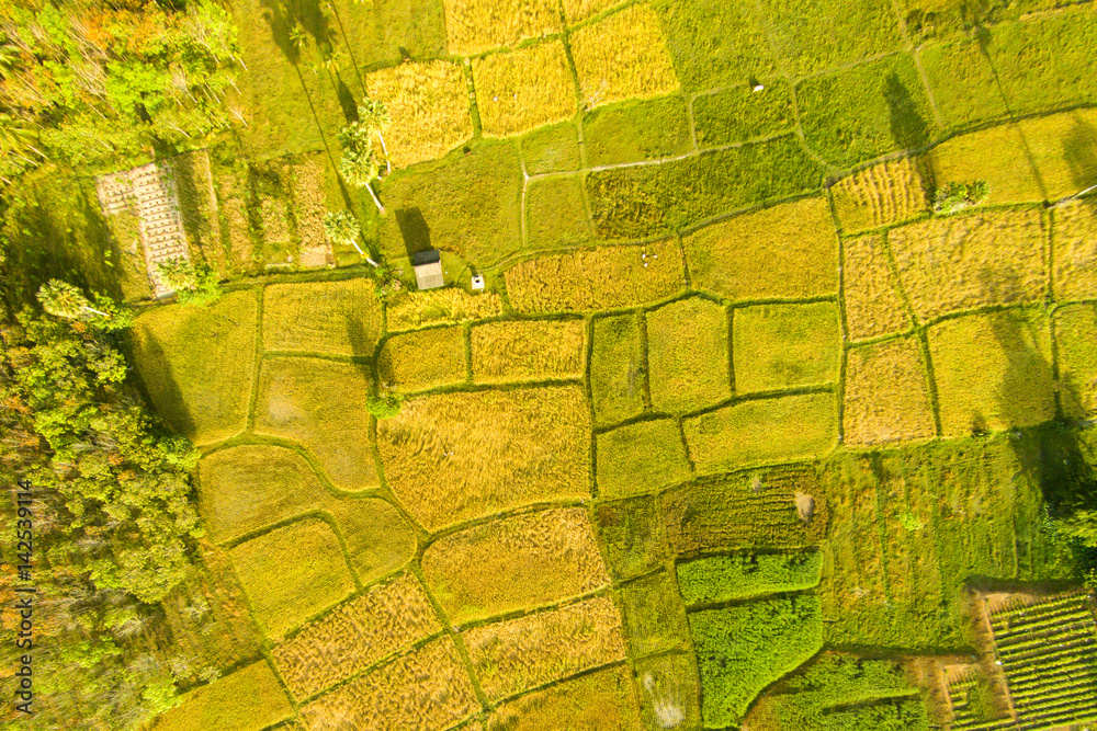 Aerial view rice fields in thailand