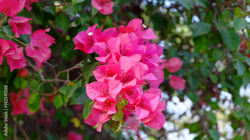 Bougainvillea