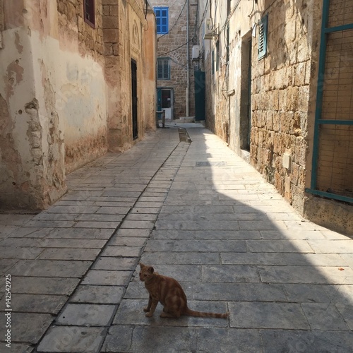 Cat alley animal shadow street pet stone feline © Mallory