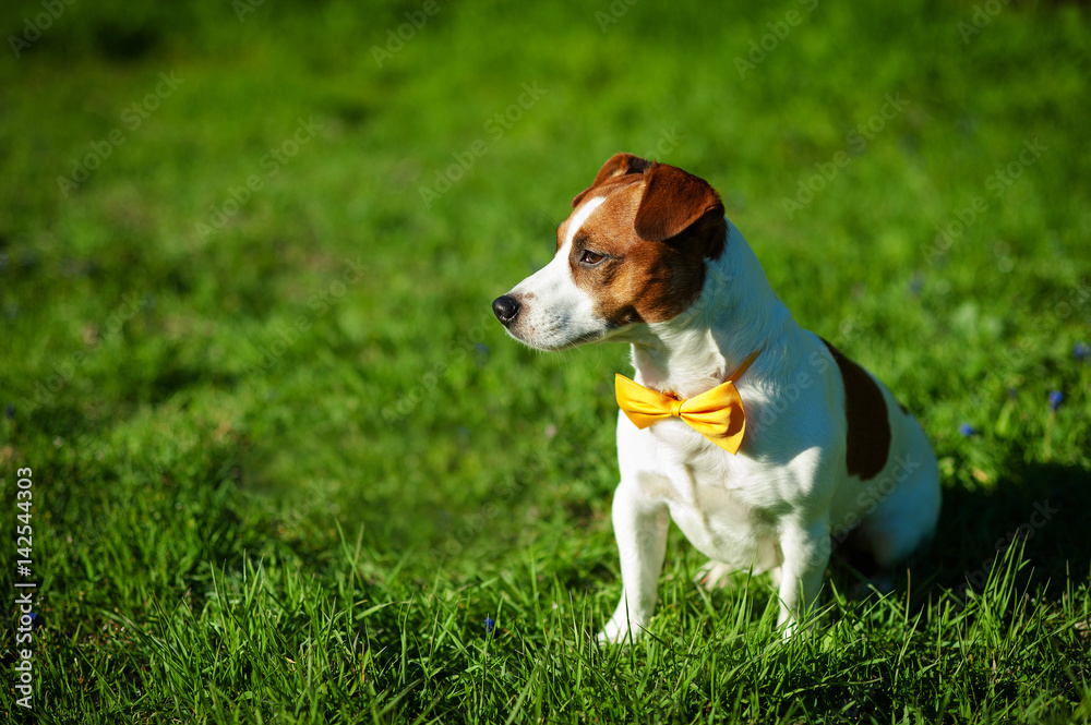 Purebred Jack Russel Terrier dog With yellow bow tie outdoors in the nature on grass meadow on a summer day.