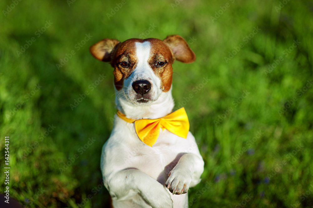 Jack Russell terrier dog With yellow bow tie is sitting on a grass