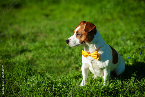 Purebred Jack Russel Terrier dog With yellow bow tie outdoors in the nature on grass meadow on a summer day.